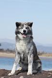 AKITA INU 216